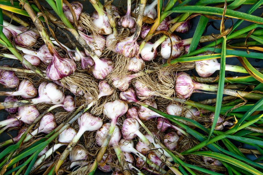 garlic