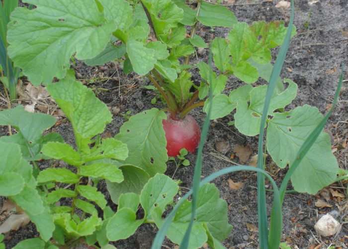 growing beetroots