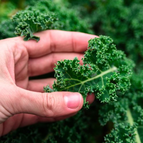 growing kale in winter