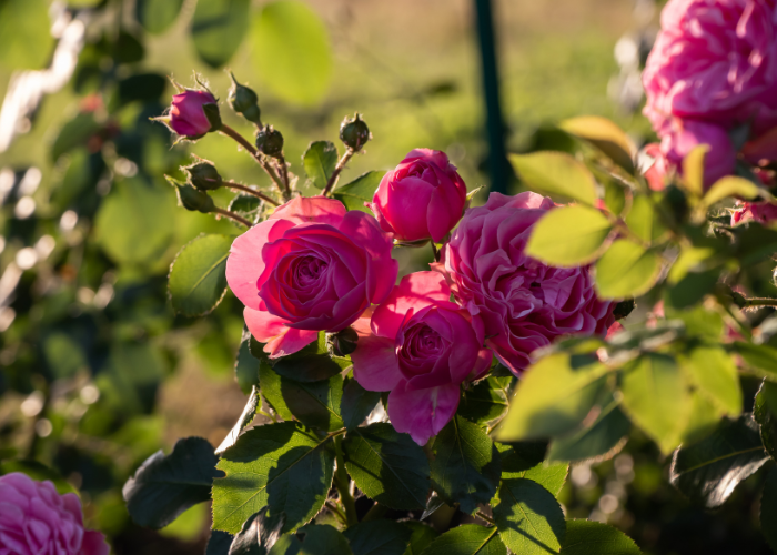 how to grow roses