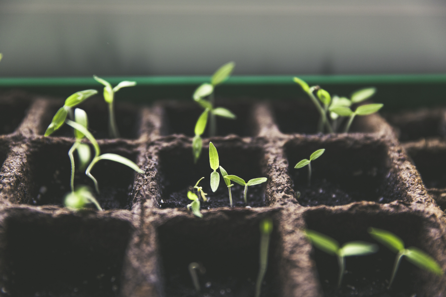 growing tomatoes in pots