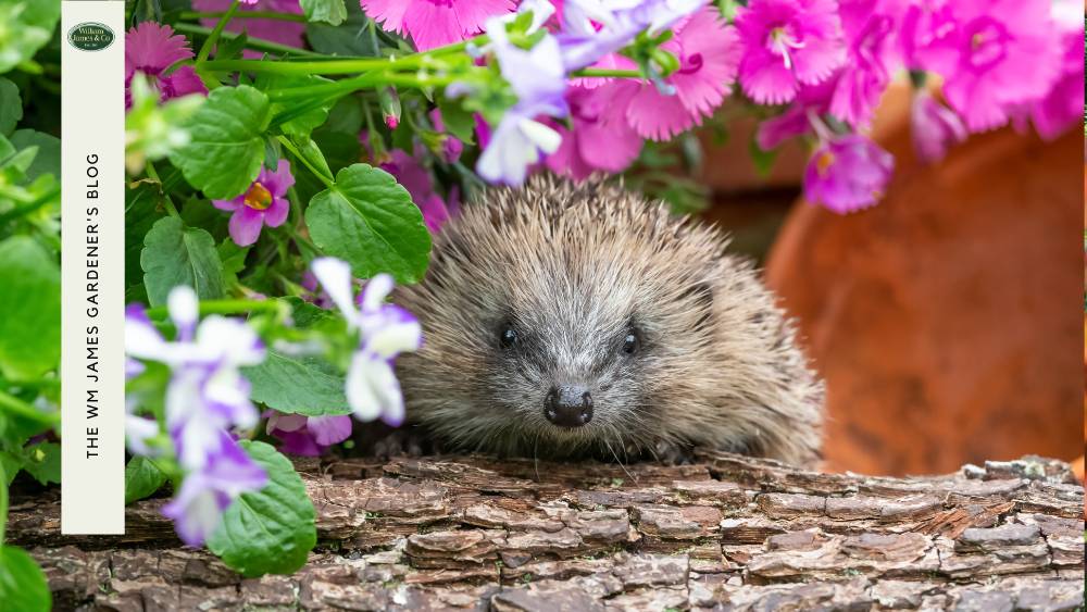 Hedgehog in garden