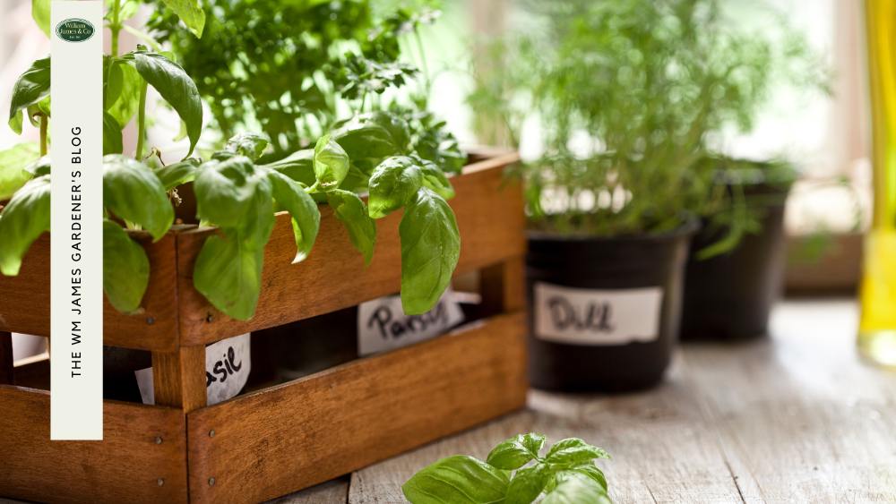 herbs growing in pots