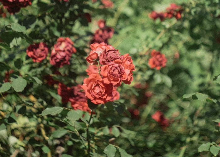 how to prune roses