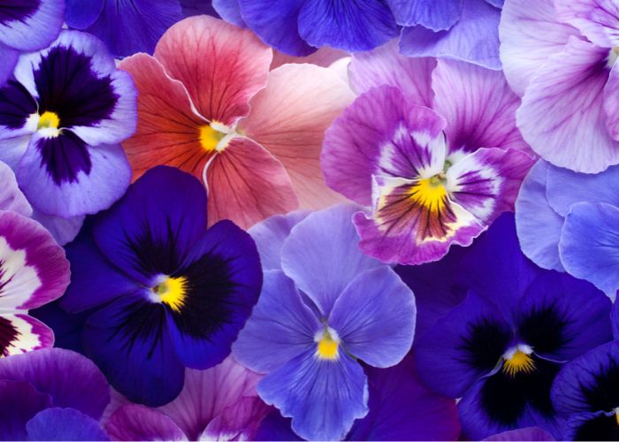 Pansies flowers