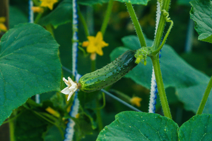 pickling cucumber