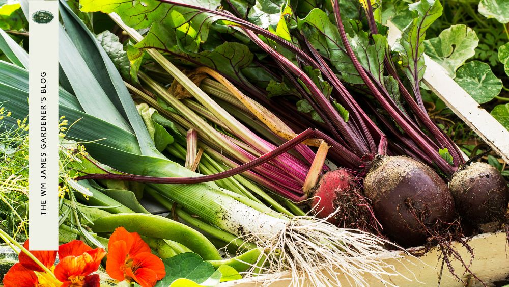 Radishes growing in an allotment