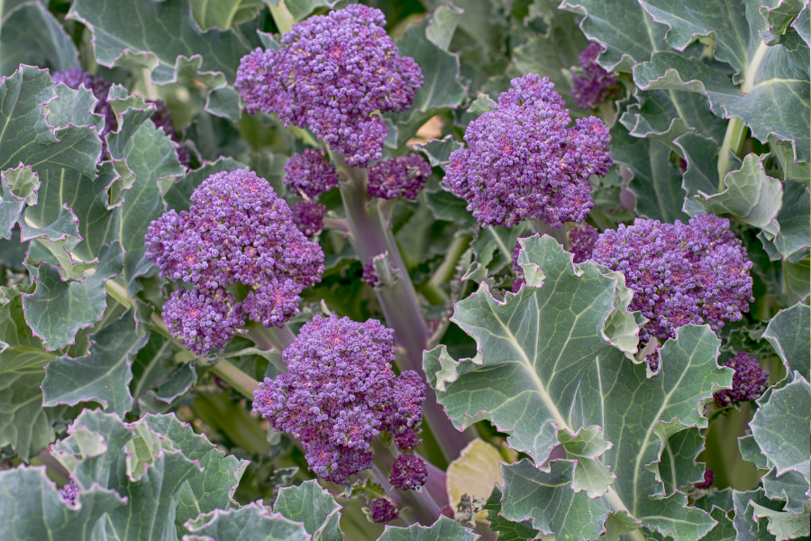 spouting broccoli
