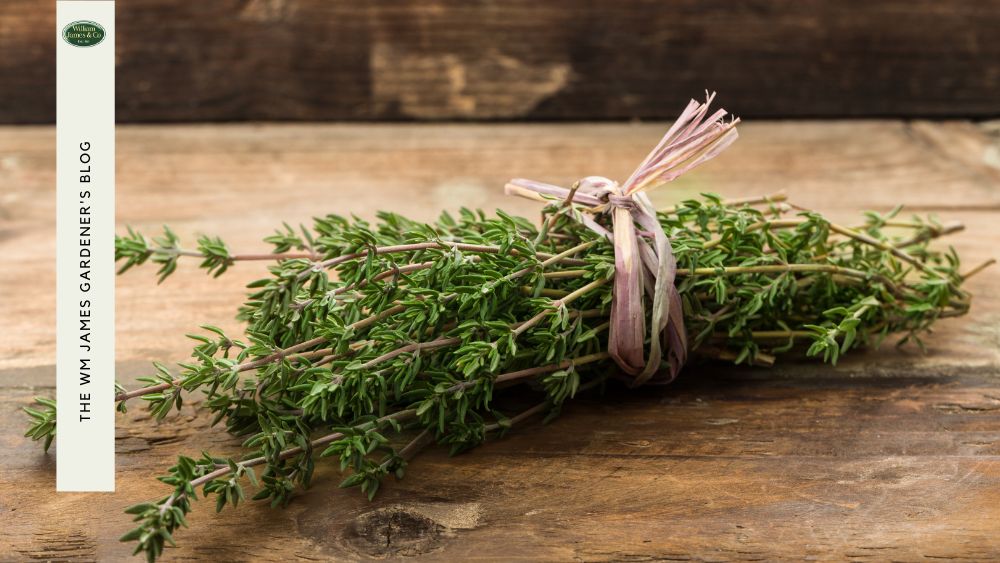 Fresh Thyme in kitchen