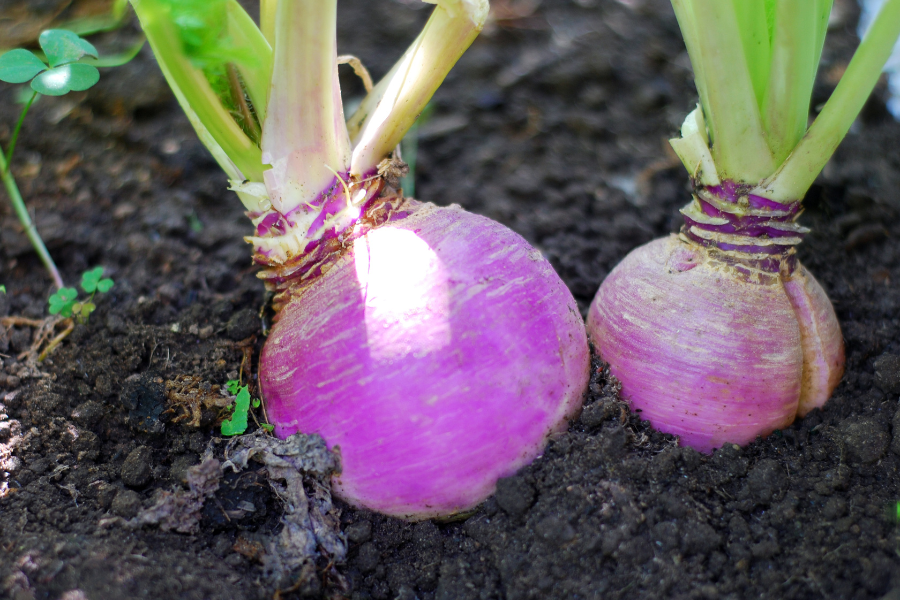 turnips