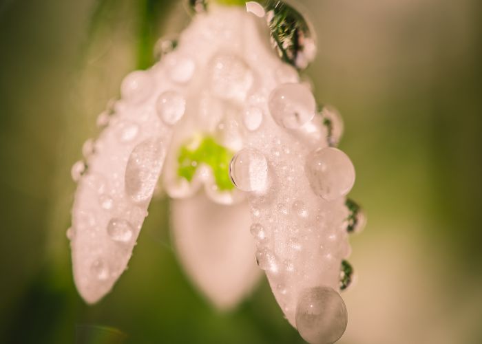Watering snowdrop flowers