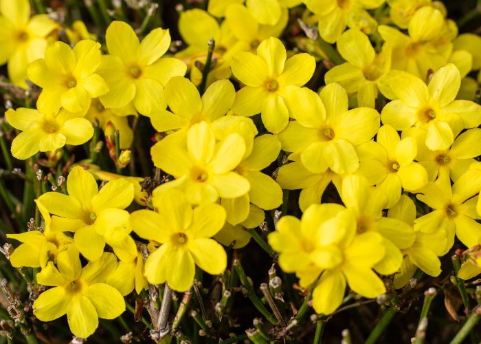 Winter Jasmine flowers